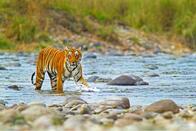 Jim Corbett National Park