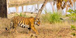 The Tiger, Up Close ... At Pench National Park ... The Jungle Book Fame Destination !