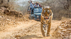 The Tiger, Up Close ... At Pench National Park ... The Jungle Book Fame Destination !