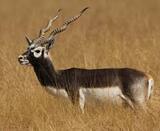 Velavadar ... Blackbuck National Park